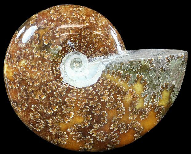 Polished, Agatized Ammonite (Cleoniceras) - Madagascar #54736
